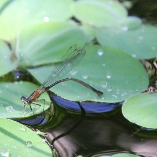Ischnura elegans